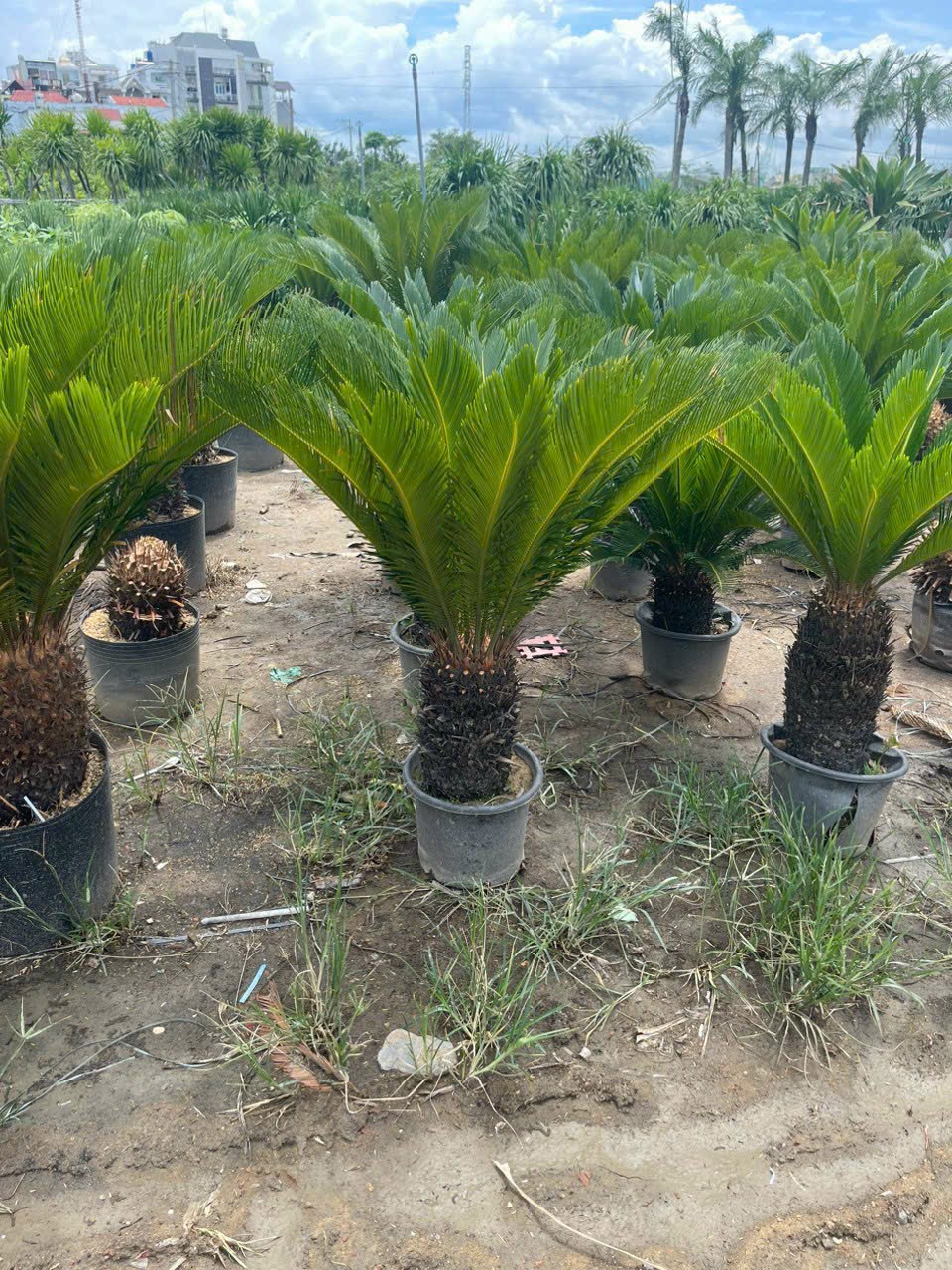 cây vạn tuế giá tốt