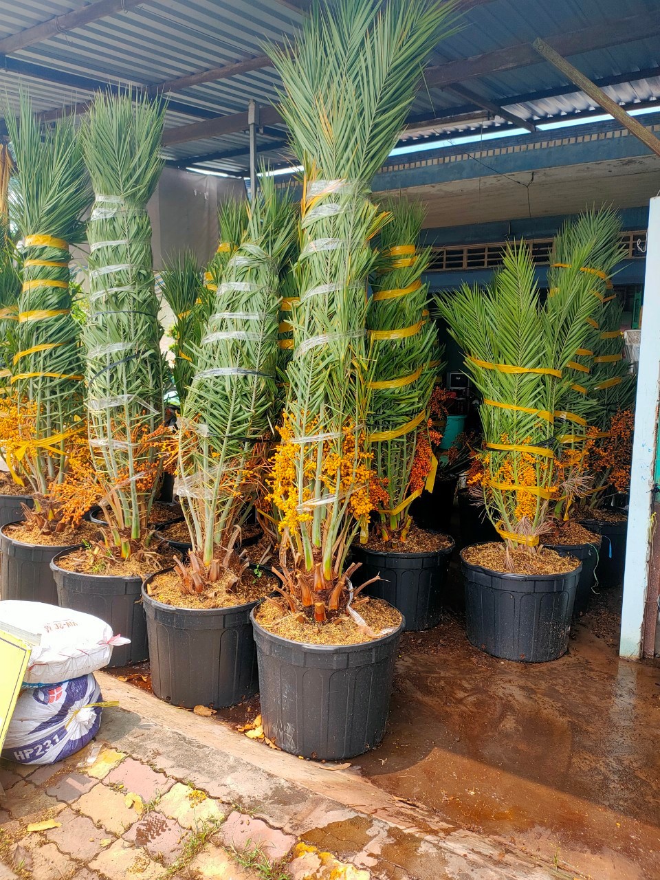 cây chà là đang có trái