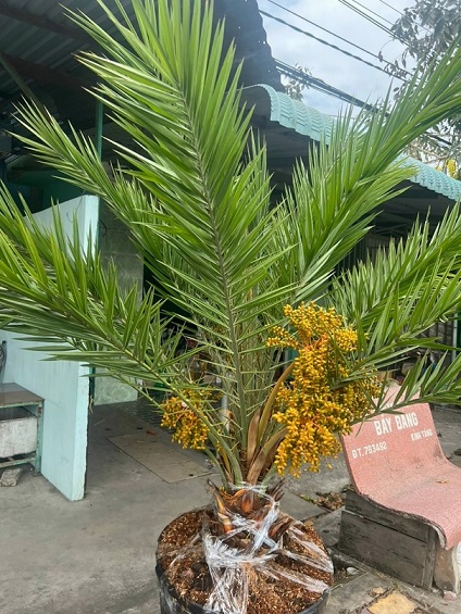 cây chà là giá tốt tại tphcm