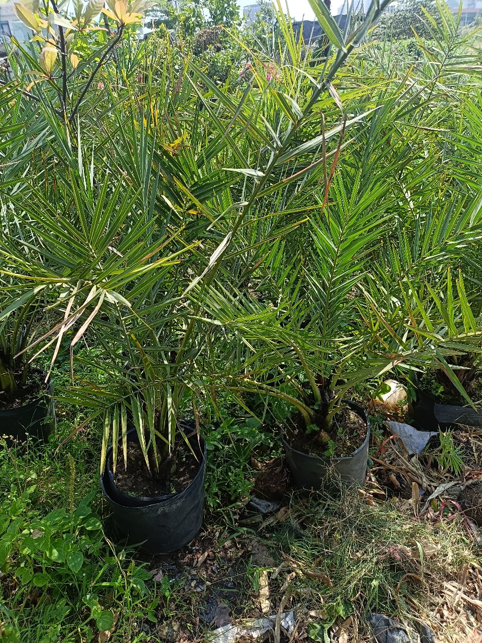 cây chà là giống