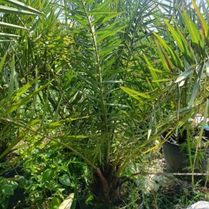 Cây Chà Là Ăn Trái