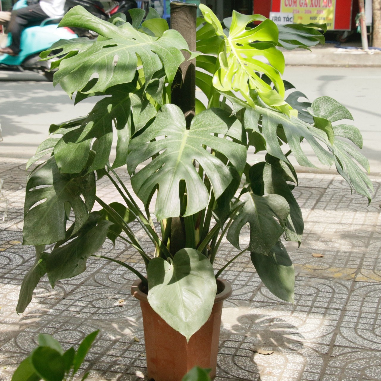 cây trầu bà lá sẻ trồng chậu