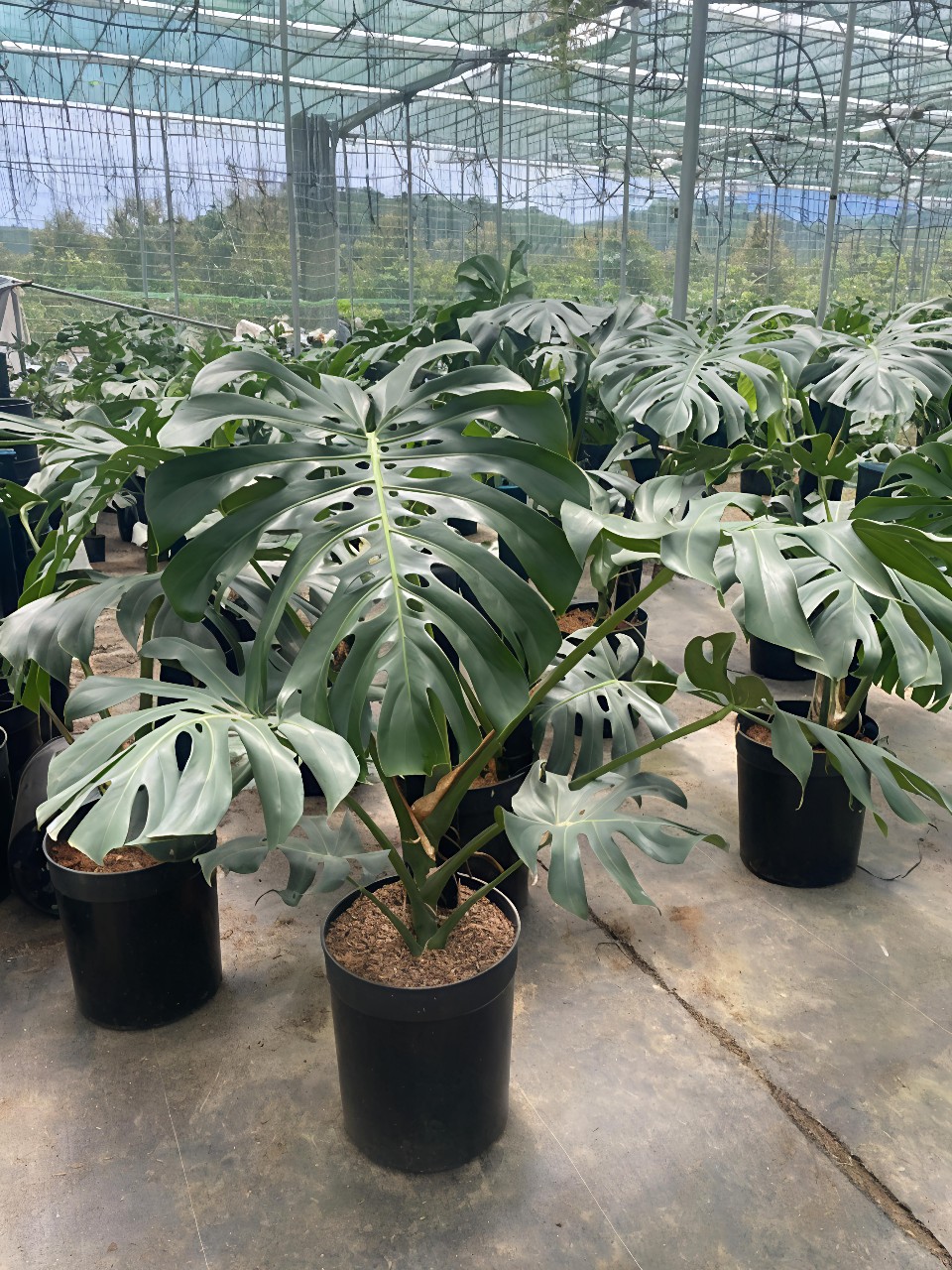 cây trầu bà lá sẻ tại tphcm