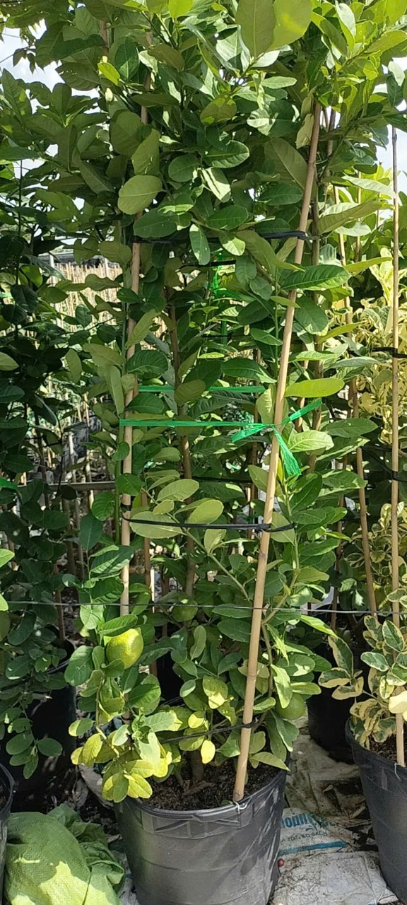 cây chanh mỹ cao 1m7