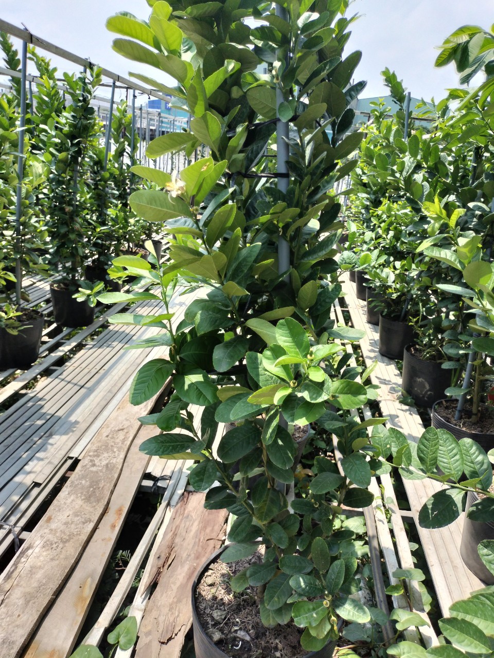 cây chanh mỹ trưởng thành