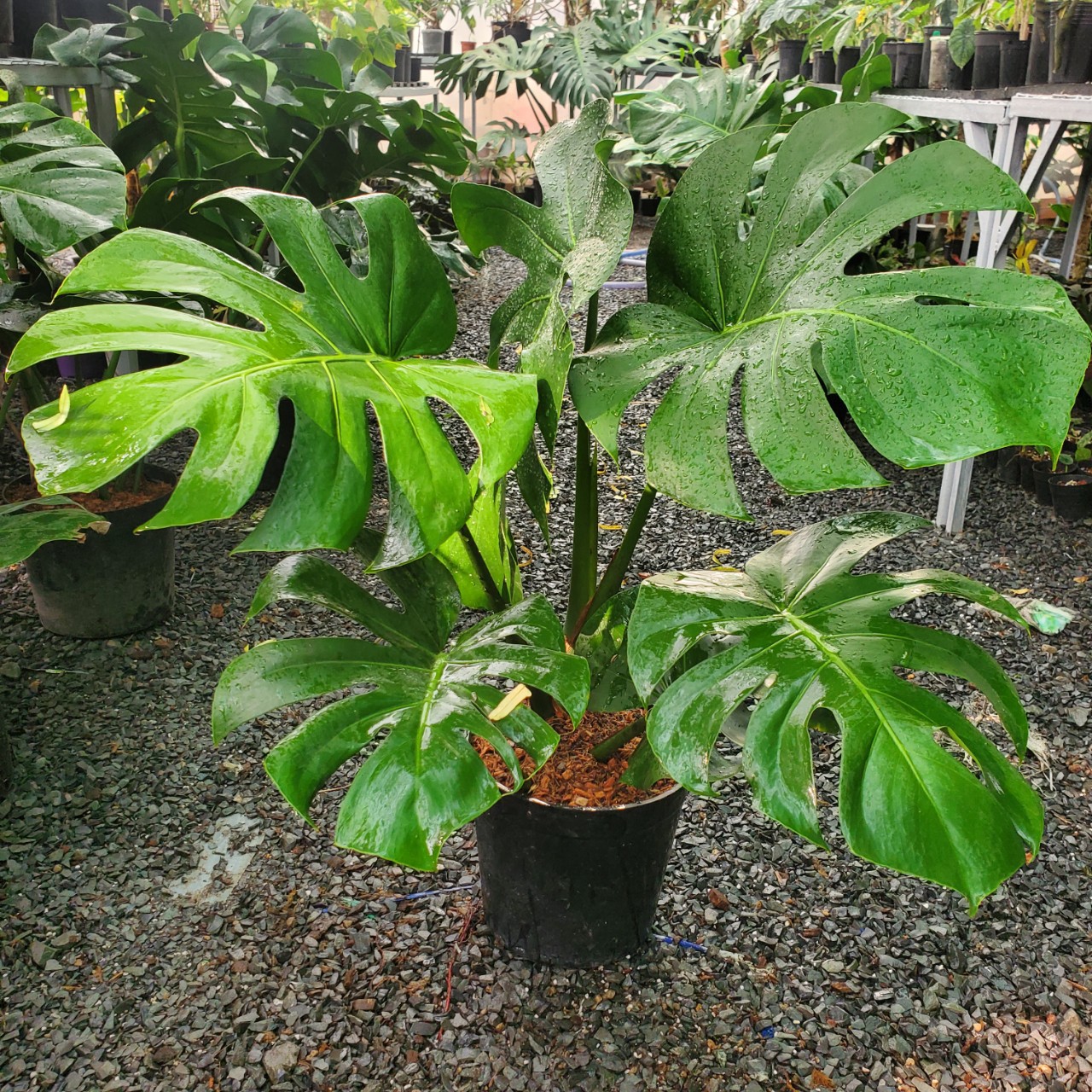 cách chăm sóc cây trầu bà lá sẻ