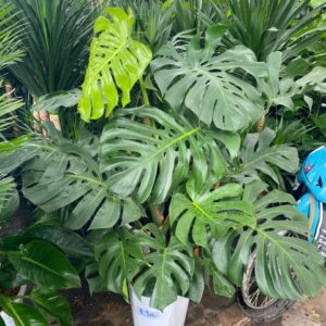 Cây Trầu bà lá sẻ trồng chậu