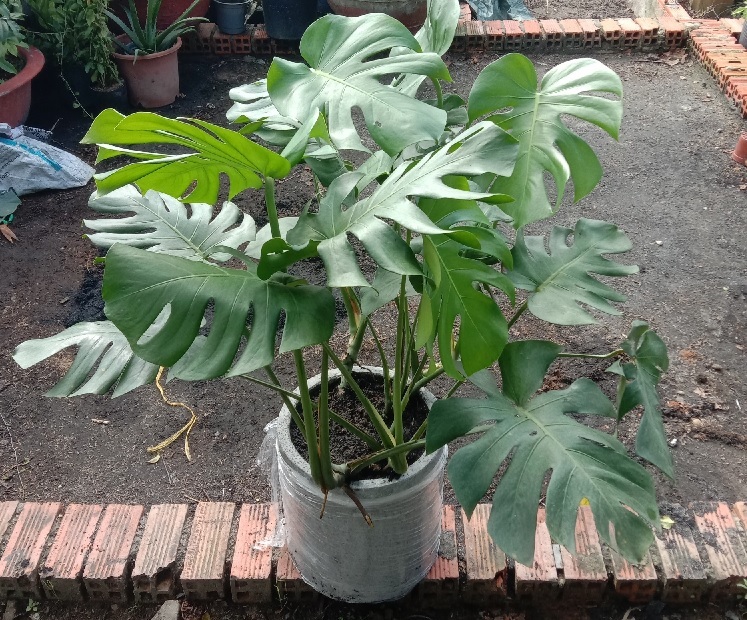 Cây trầu bà lá sẻ trồng chậu đá mài