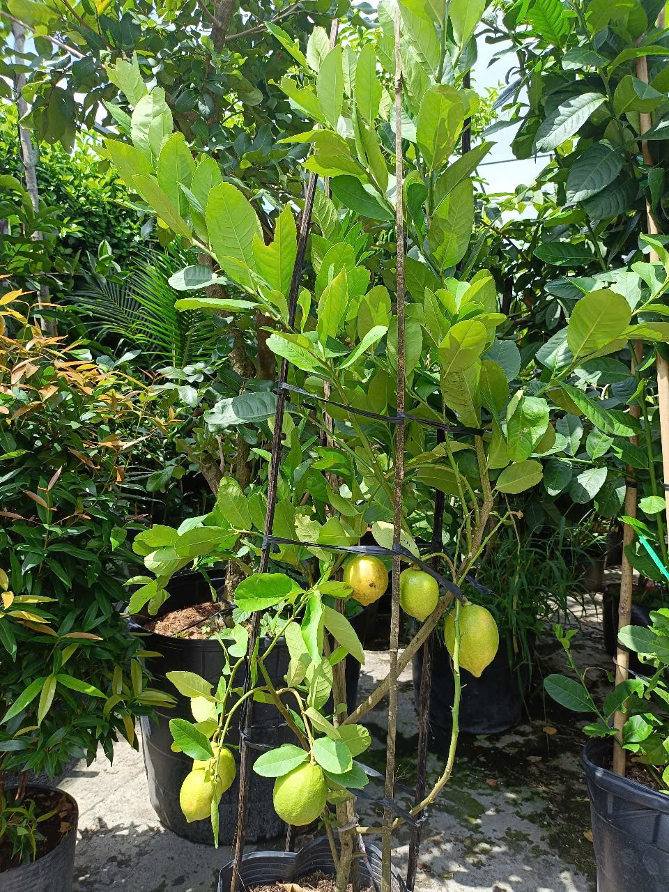 cây chanh vàng mỹ đang có trái