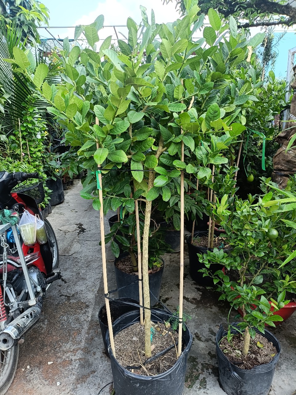 cây chanh mỹ thoát thân đang có trái