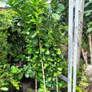 cây chanh mỹ đang có trái