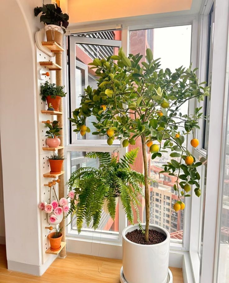 cây chanh vàng mỹ một cốt cao 1m7