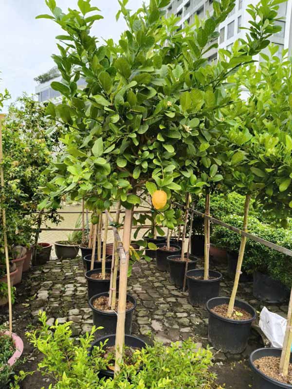 cây chanh mỹ dáng tree