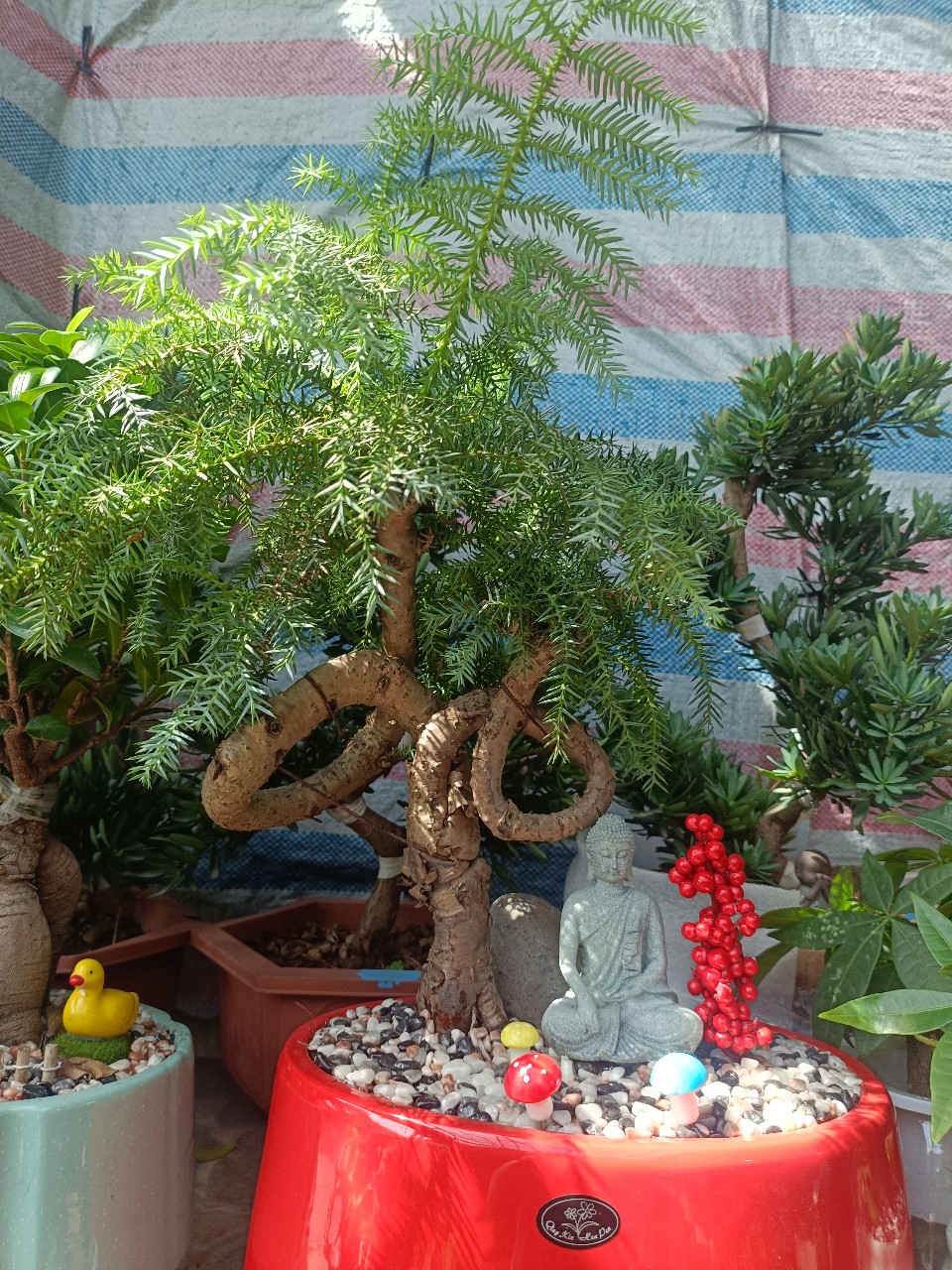 cây tùng xương cá bonsai để bàn