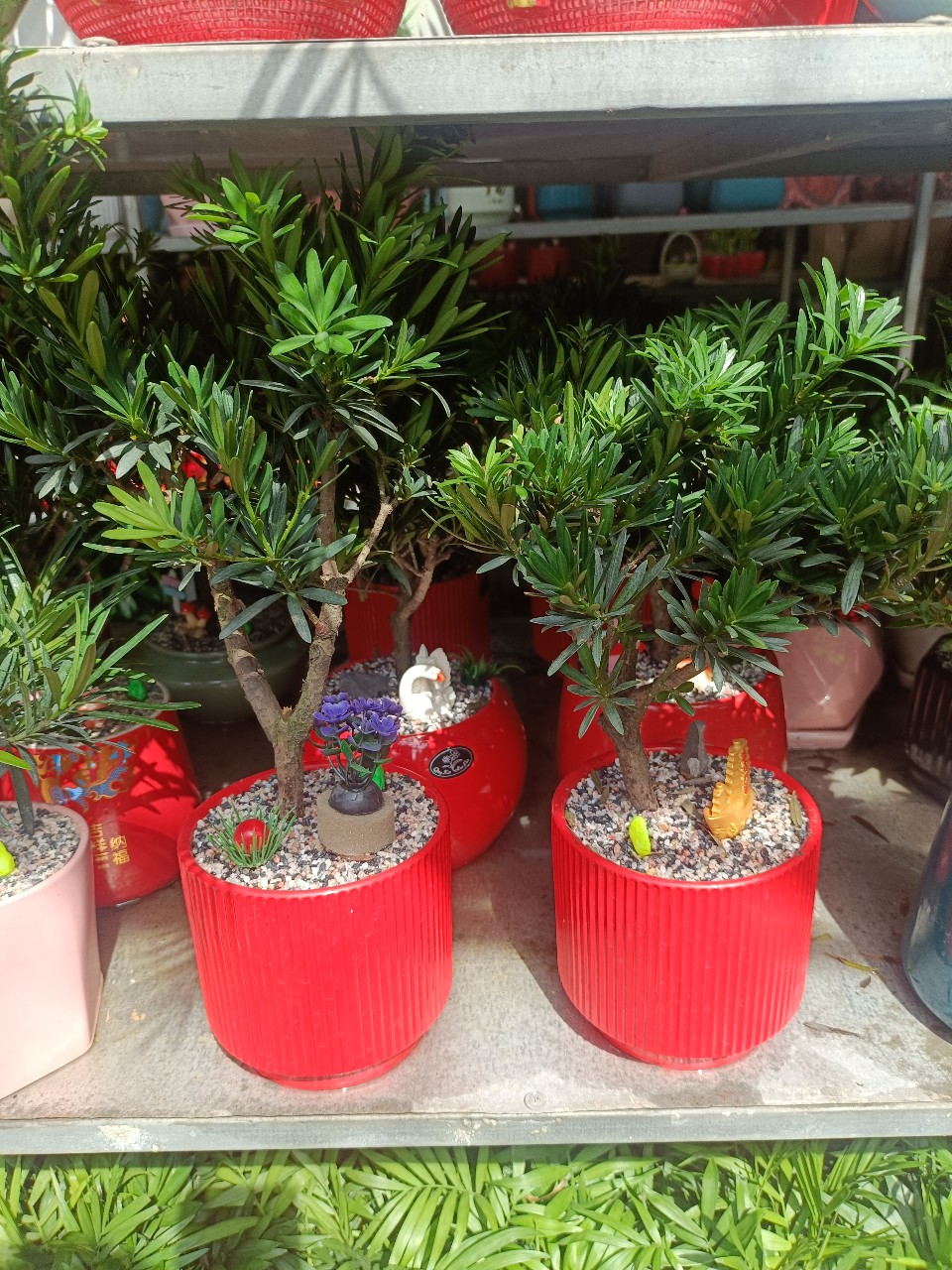 cây vạn niên tùng mini để bàn