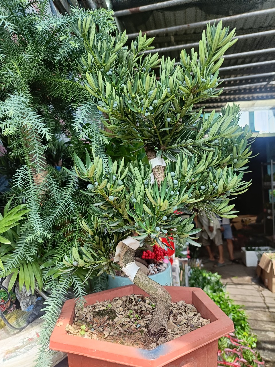 cây tùng bonsai phong thủy