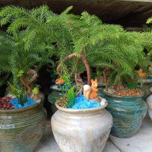 Cây tùng la hán để bàn