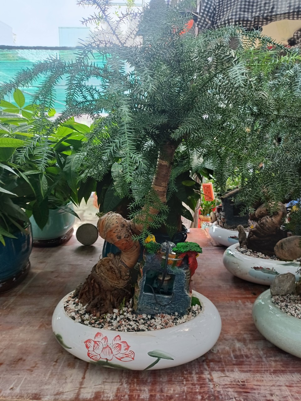 cây tùng xương cá trồng tiểu cảnh