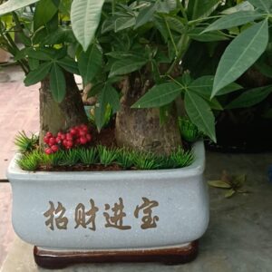 cây kim ngân 3 thân để bàn