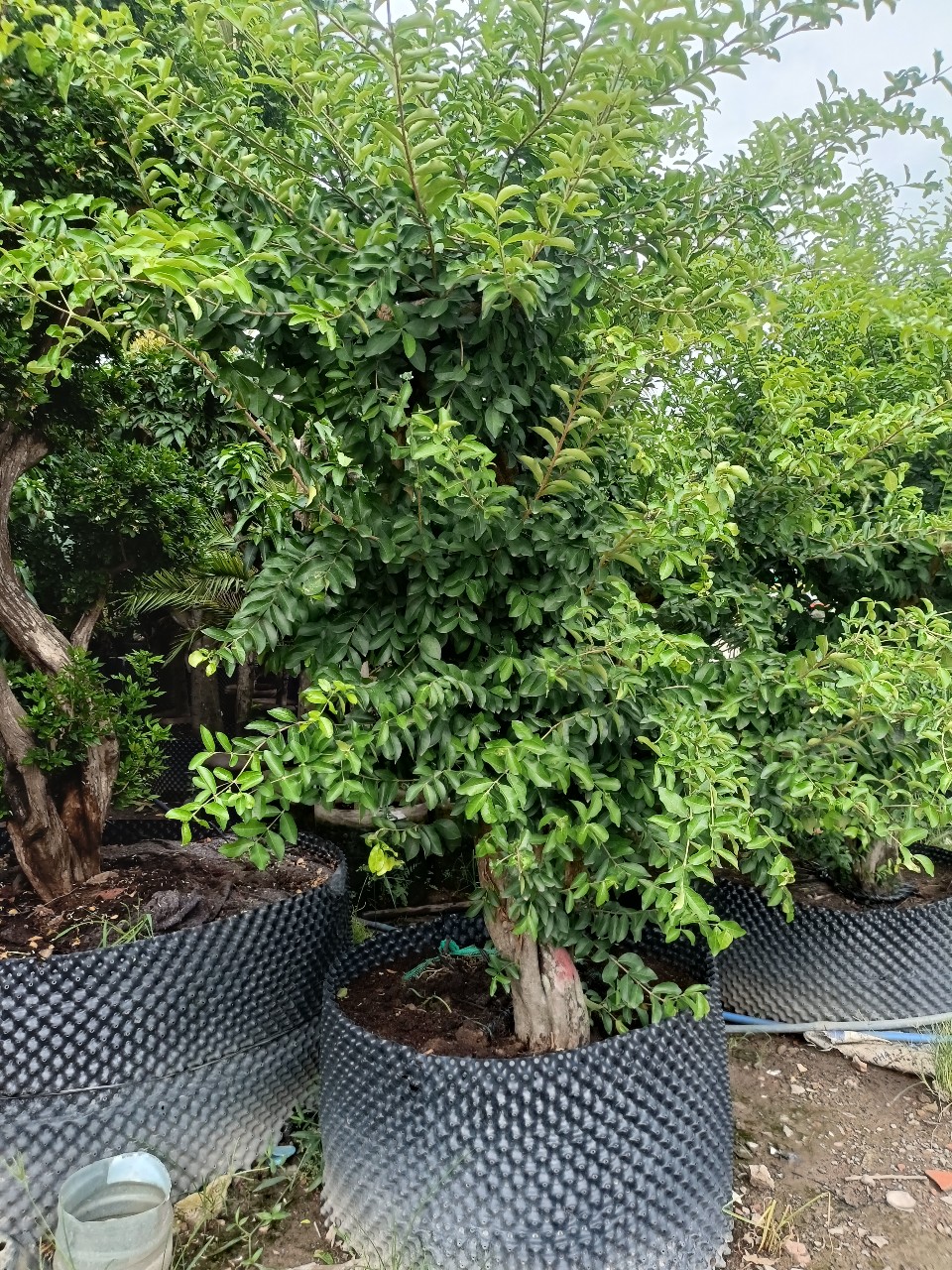 cây sơ ri cổ thụ cao 2m5