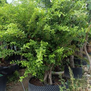 Cây sơ ri gốc cổ thụ