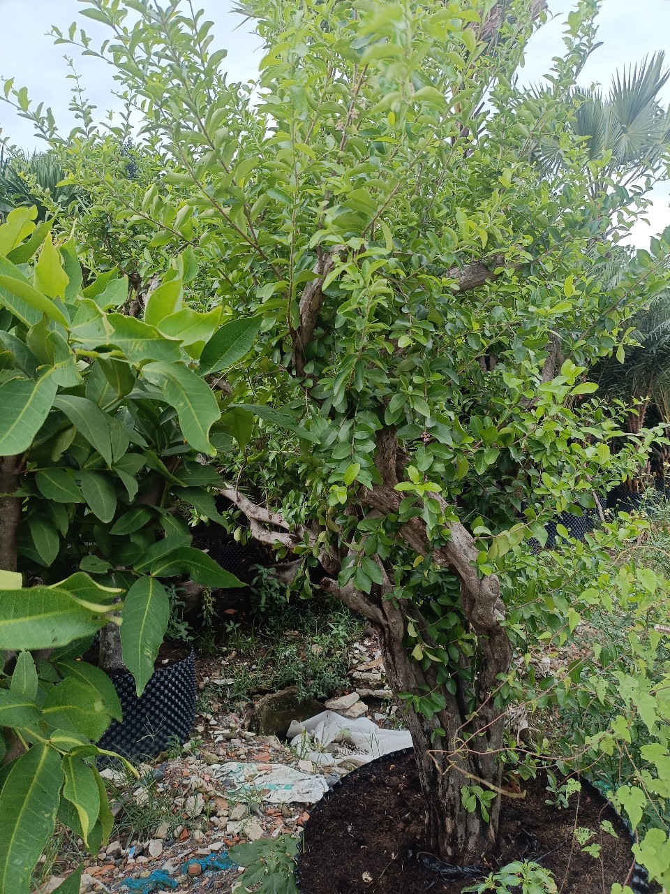 cây sơ ri trưởng thành gốc cổ thụ