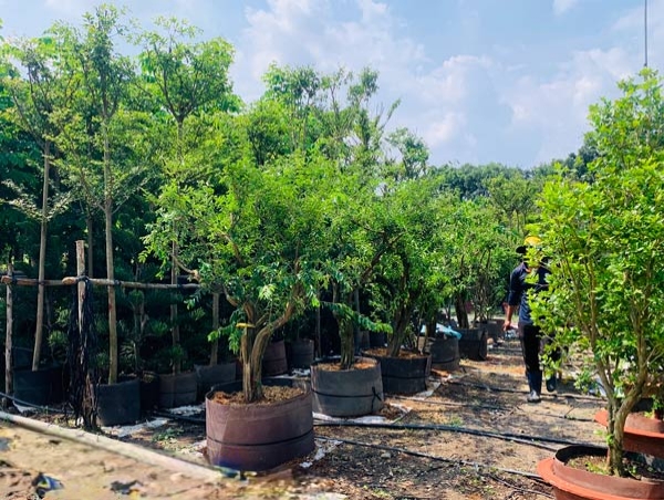 mua cây sơ ri gốc to tại tphcm