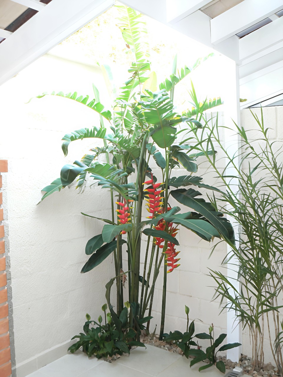 cây chuối tràng pháo trồng giếng trời