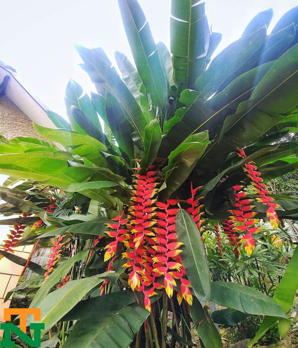 Cây chuối tràng pháo đang có hoa