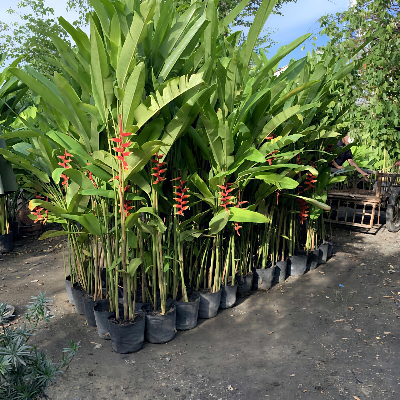 cây chuối tràng pháo giá sỉ