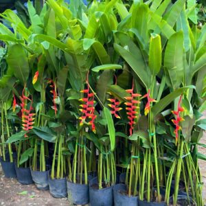 Cây Chuối Tràng Pháo cao 2m