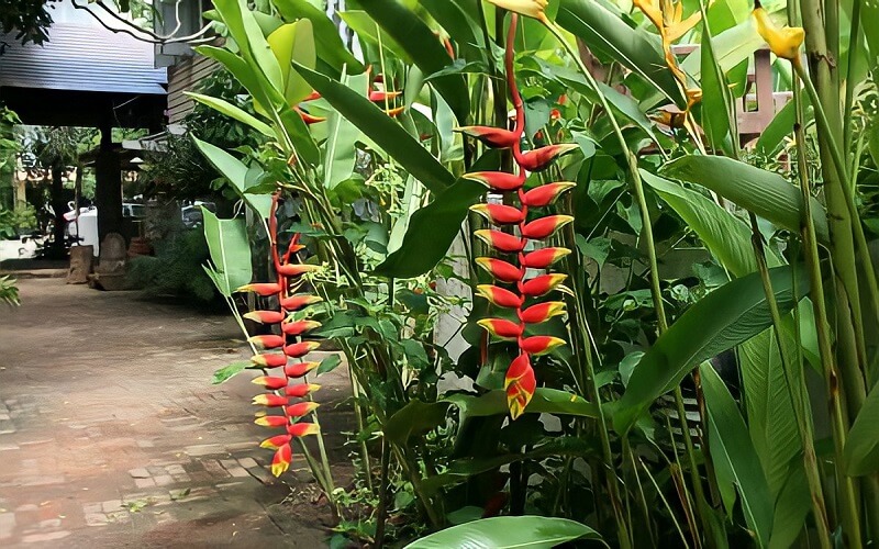 cây chuối tràng pháo trồng cảnh quan