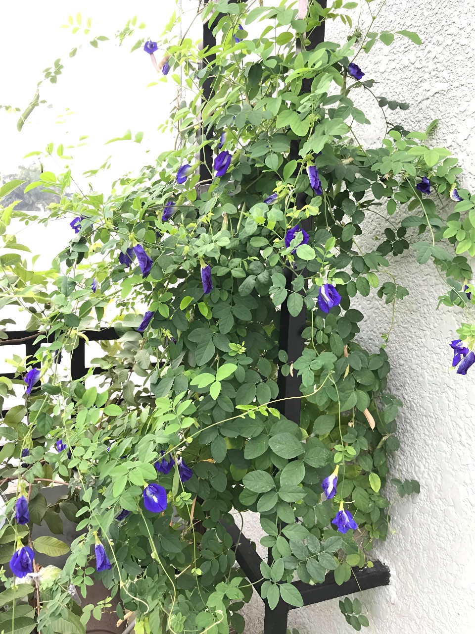 cây hoa đậu biếc leo ban công