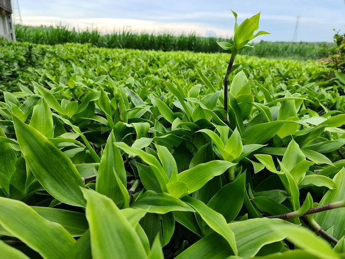 mua cây lược vàng 