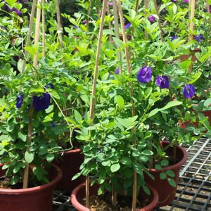 Cây Đậu Biếc Hoa Tím đang hoa