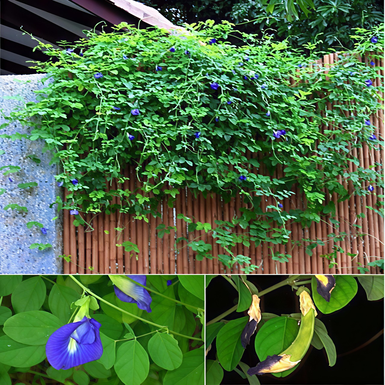 cây hoa đậu biếc trồng hàng rào