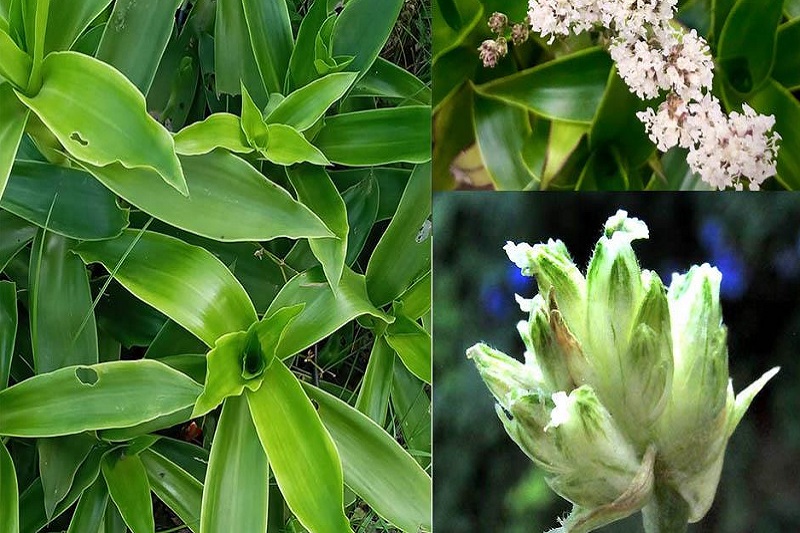 cây lược vàng tại tphcm