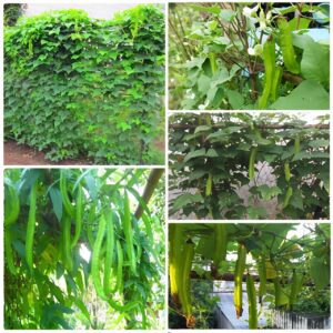 mua cây đậu rồng tại tphcm