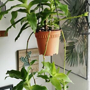 Cây lược vàng trị bệnh gang