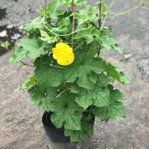 Cây Mướp Giống Ngọt Tại tphcm
