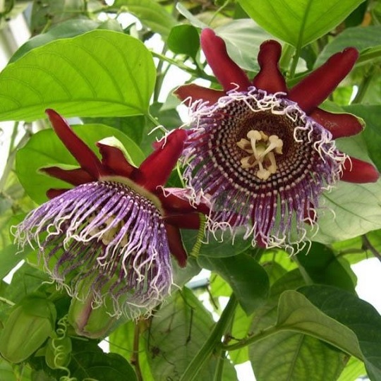 cây dưa tây hoa tím thơm