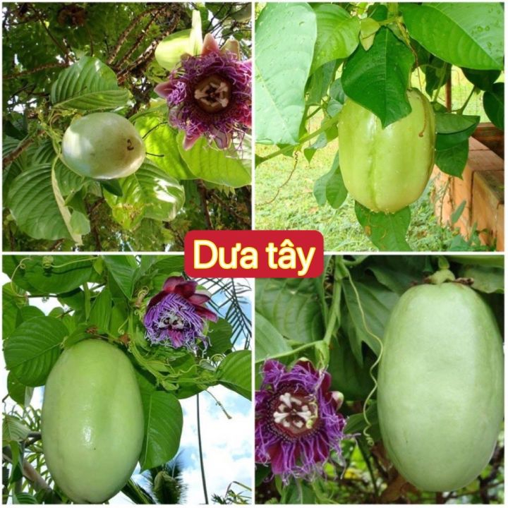 cây dưa tây giống trồng chậu