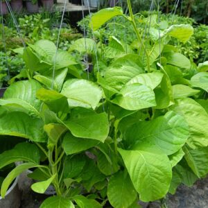 Cây Dưa Tây Giống Tại Tphcm