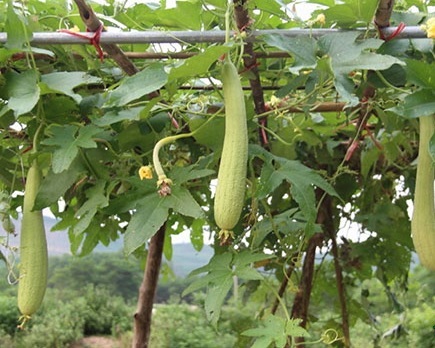 Cây Giống Mướp Ngọt