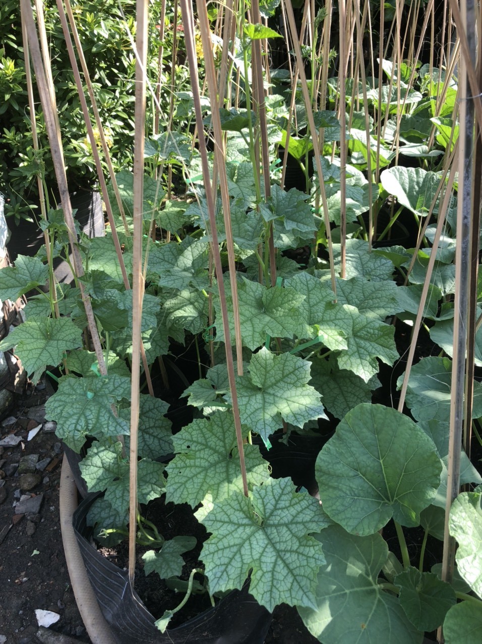 cây mướp giống leo giàn trồng sân thượng