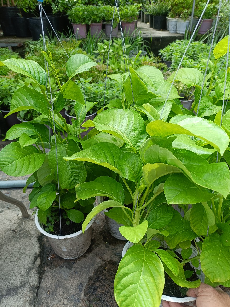 cây dưa tây giống nhiều nhánh khỏe mạnh