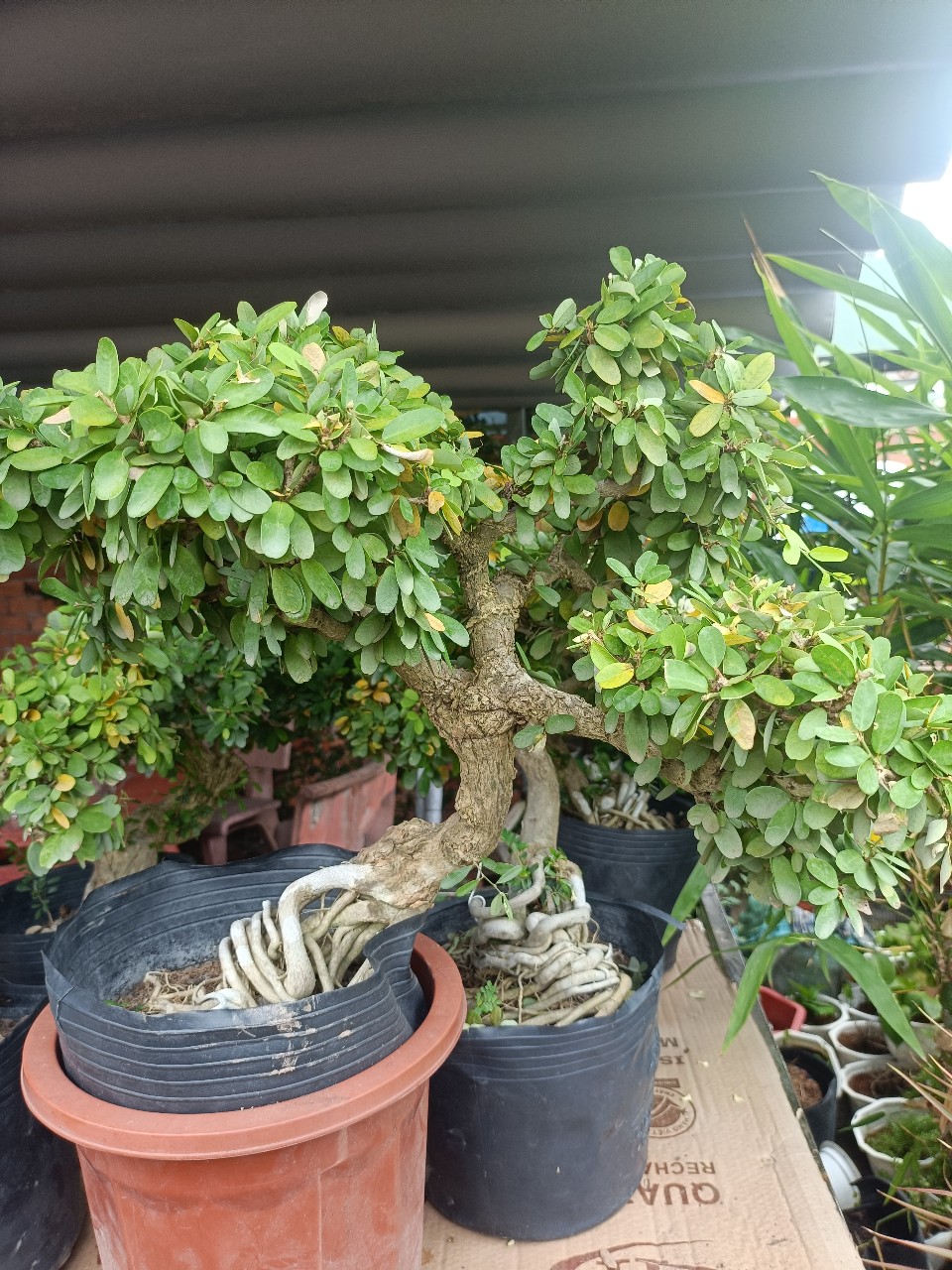 cây linh sam bonsai