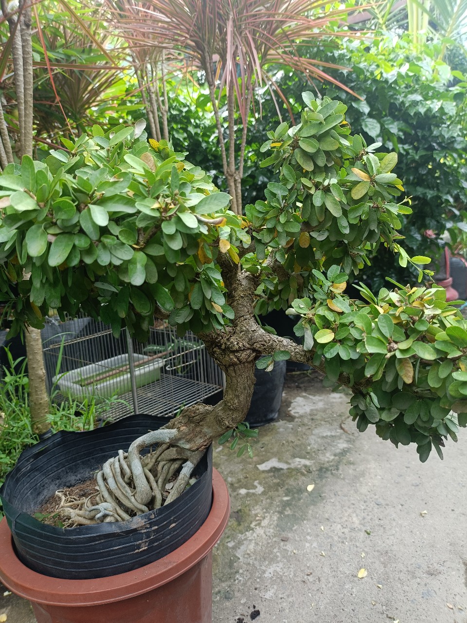 cây linh sam núi lá lớn hoa trắng