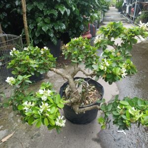 Cây linh sam bonsai hoa trắng