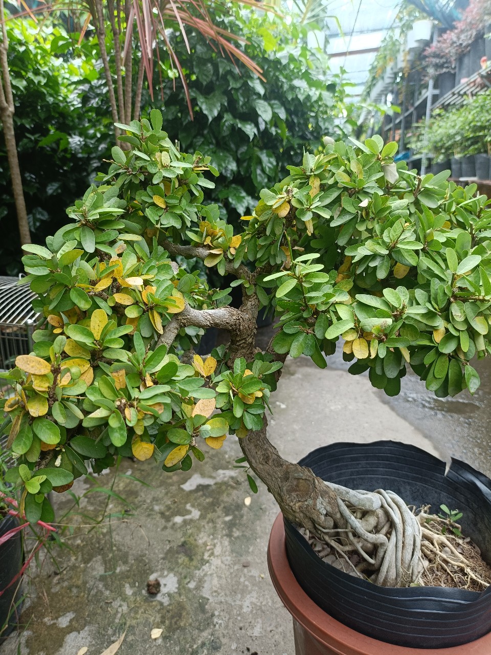 cây linh sam núi để bàn